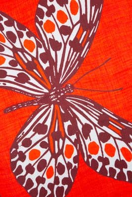 a close up of a butterfly on a red background