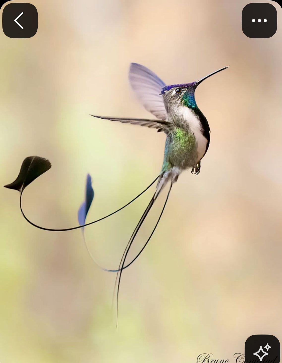 a hummingbird flying through the air next to a flower