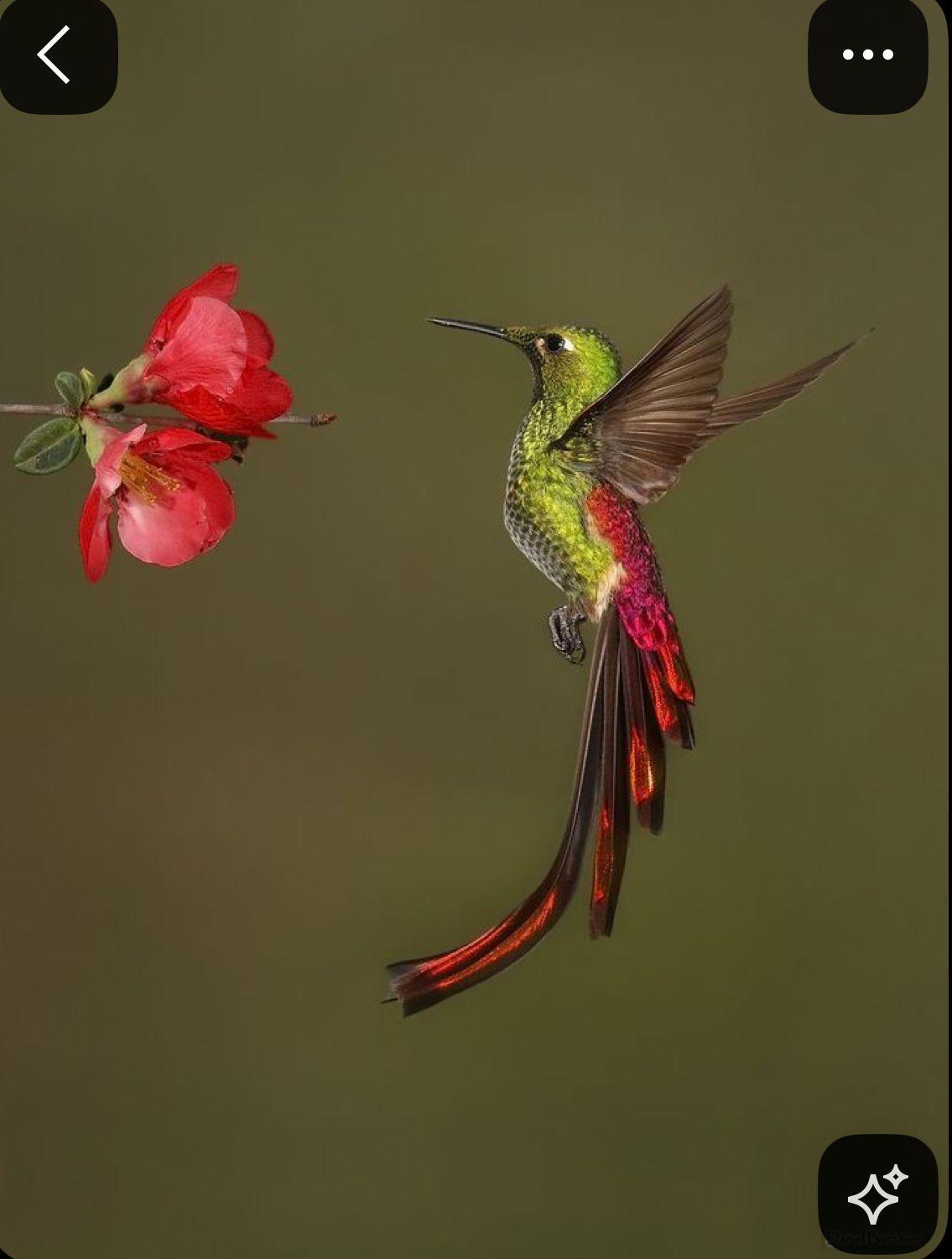 a hummingbird flying next to a red flower