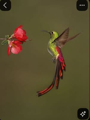 a hummingbird flying next to a red flower
