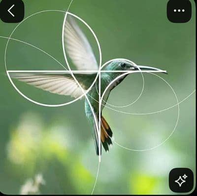 a picture of a hummingbird flying with circles around it