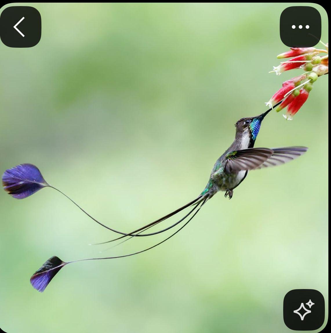 a hummingbird flying next to a purple flower