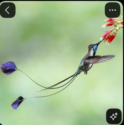 a hummingbird flying next to a purple flower