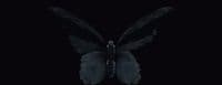 a black and white photo of a butterfly