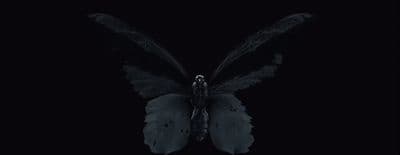 a black and white photo of a butterfly