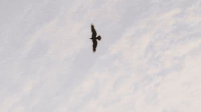 a bird flying high up in the sky
