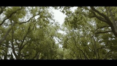 a group of trees that are next to each other
