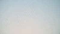 a flock of birds flying in the sky