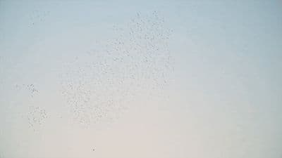 a flock of birds flying in the sky