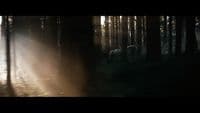 a couple of horses walking through a forest