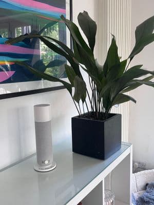 a plant sitting on top of a white table
