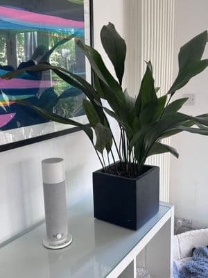 a plant sitting on top of a white table