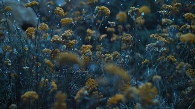 a bunch of flowers that are in the grass