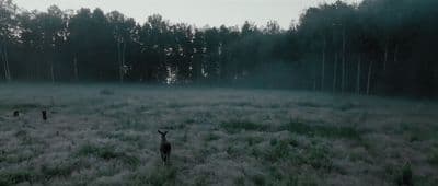 a black dog standing in a field next to a forest
