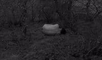 a black and white photo of a cow laying in the grass