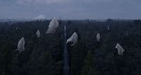 a group of white birds flying over a forest