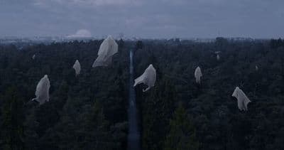 a group of white birds flying over a forest