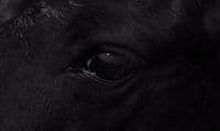 a close up of a horse's eye in black and white