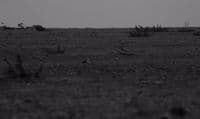 a black and white photo of a field