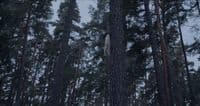 a bird is perched on a tree in the woods