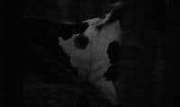a black and white photo of a cow in the dark