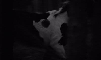 a black and white photo of a cow in the dark