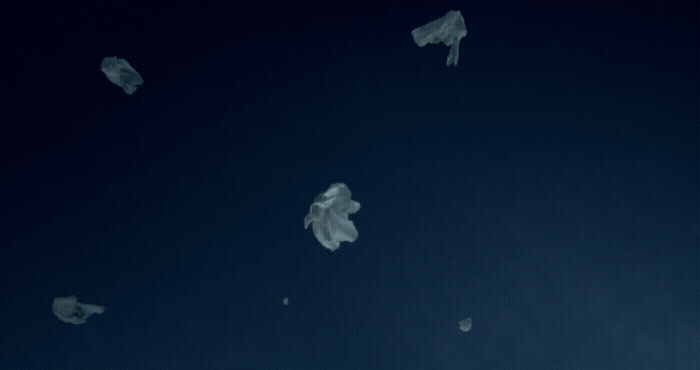 a group of jellyfish floating in the ocean