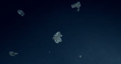 a group of jellyfish floating in the ocean