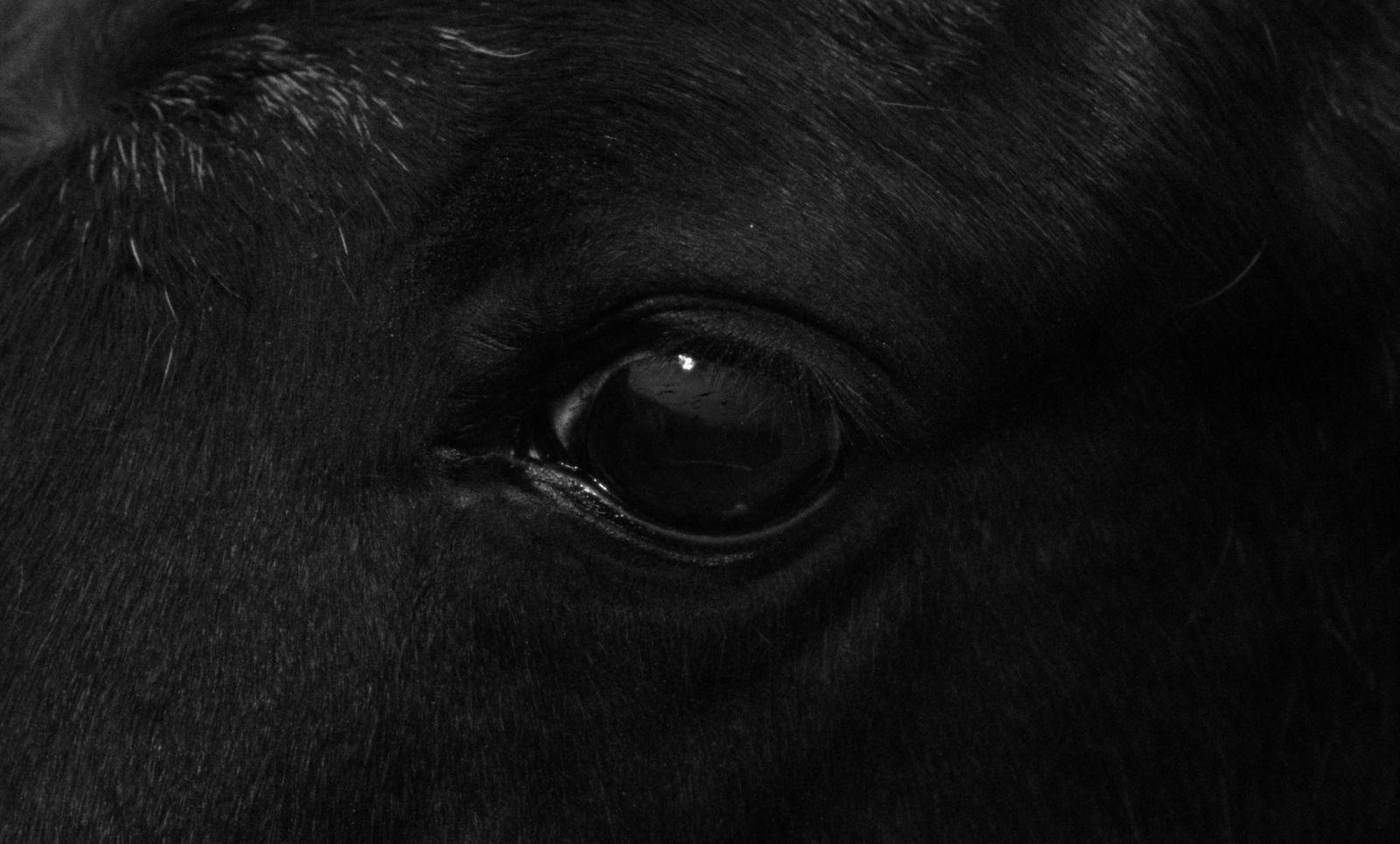 a close up of a black horse's eye