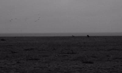 a black and white photo of birds flying in the sky