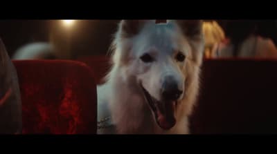 a white dog sitting on top of a red chair