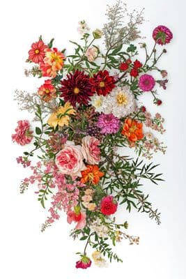 a bunch of flowers on a white background