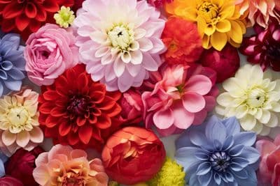 a bunch of flowers that are all different colors