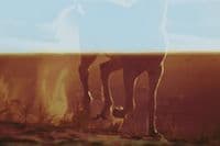 a blurry photo of a dog walking in the dirt