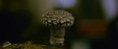 a close up of a small mushroom on a rock