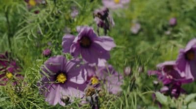 a bunch of purple flowers in a field