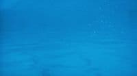a person is swimming in the blue water