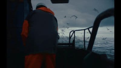 a man standing on a boat looking out at a flock of birds