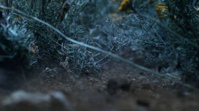 a blurry photo of a bunch of plants