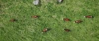 a herd of cattle grazing on a lush green field