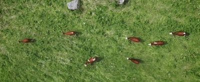 a herd of cattle grazing on a lush green field