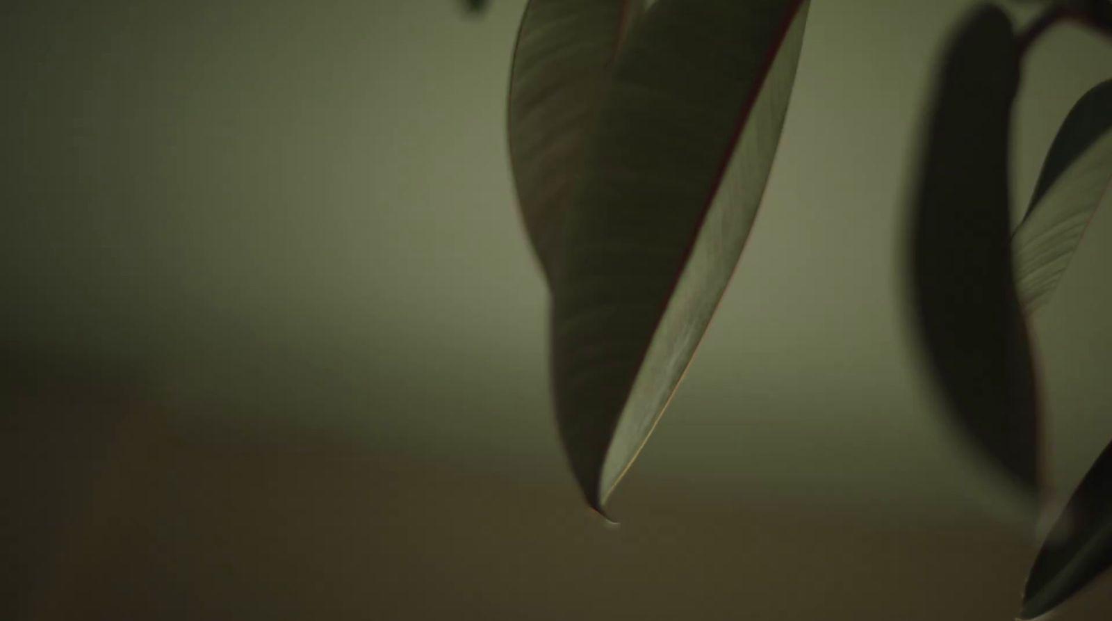 a green leaf hanging from a ceiling in a room