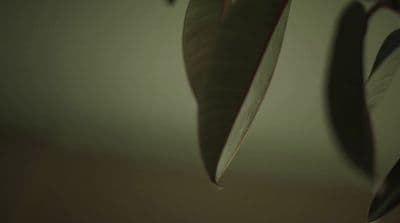 a green leaf hanging from a ceiling in a room