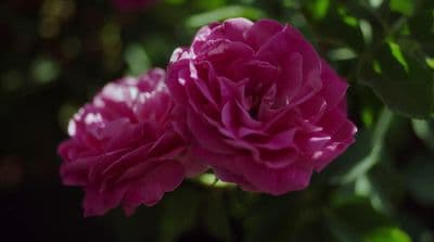 a close up of a pink flower with green leaves