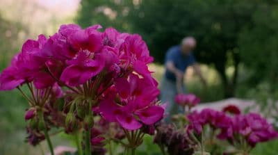a man standing in a field of purple flowers
