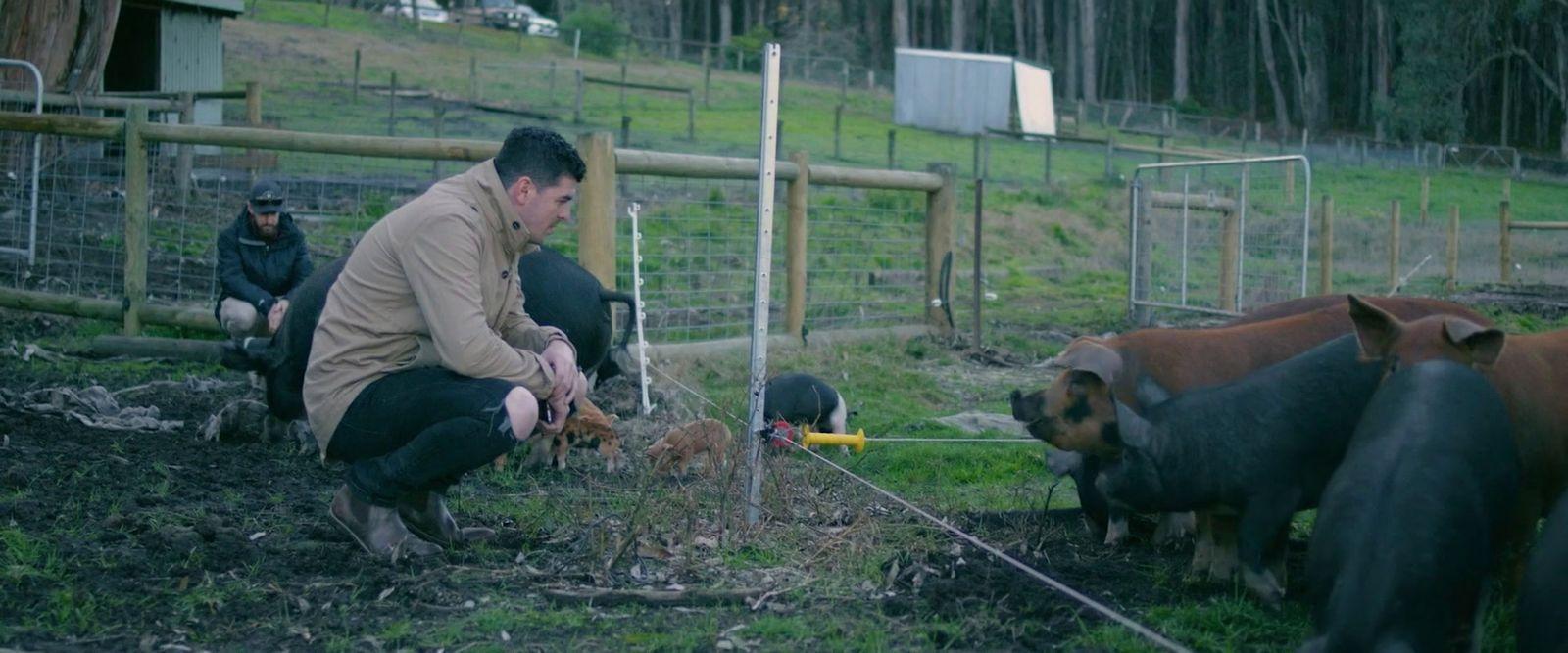 a man kneeling down next to a bunch of cows