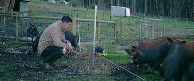 a man kneeling down next to a bunch of cows