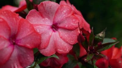 a close up of a pink flower with water droplets on it