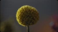 a close up of a yellow flower on a stem