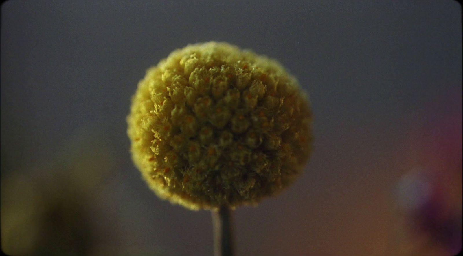 a close up of a yellow flower with a blurry background